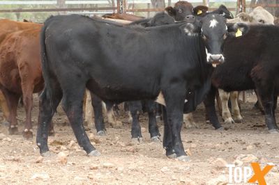 A+ 288 ANGUS X FEEDER STEERS