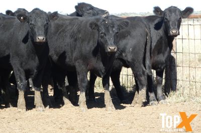 A+ 120 ANGUS/ANGUS X HEIFERS PTE