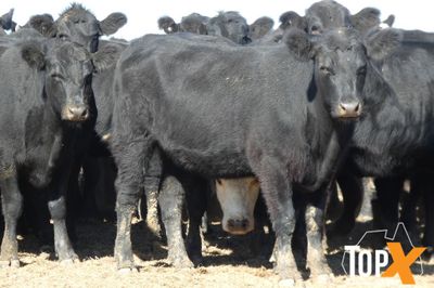 A+ 120 ANGUS/ANGUS X HEIFERS PTE