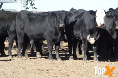 A+ 120 ANGUS/ANGUS X HEIFERS PTE