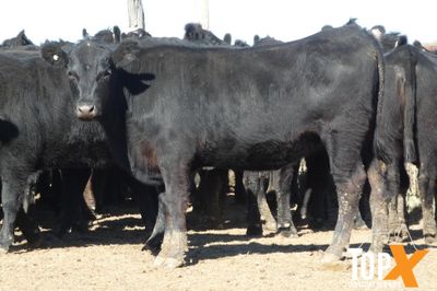 A+ 120 ANGUS/ANGUS X HEIFERS PTE