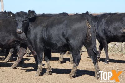 A+ 120 ANGUS/ANGUS X HEIFERS PTE