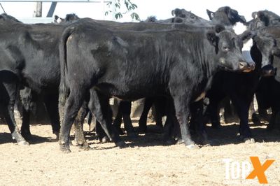 A+ 120 ANGUS/ANGUS X HEIFERS PTE