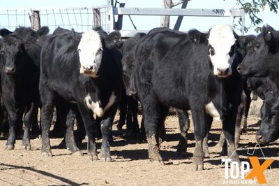 A+ 120 ANGUS/ANGUS X HEIFERS PTE