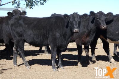 A+ 120 ANGUS/ANGUS X HEIFERS PTE