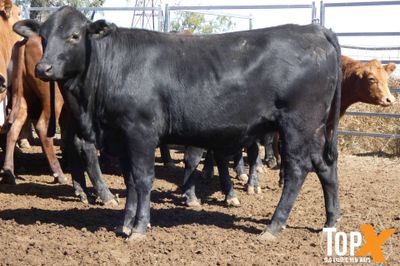 A+ 150 Feeder Heifers PTE