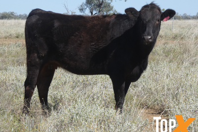 144 F1 & F2 Wagyu Cows