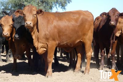 A+ 150 Feeder Heifers PTE