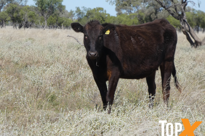 144 F1 & F2 Wagyu Cows