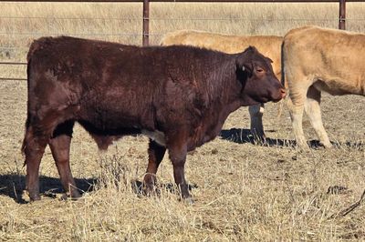 Roma Sale 85 Charolais X Steers 11th Aug, 2026