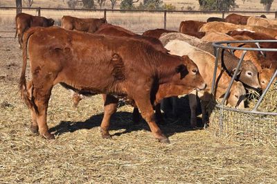 Roma Sale 85 Charolais X Steers 11th Aug, 2026