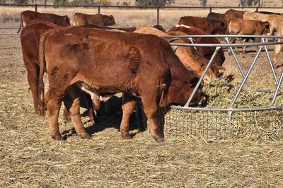 Roma Sale 85 Charolais X Steers 11th Aug, 2026