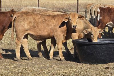 Roma Sale 85 Charolais X Steers 11th Aug, 2026