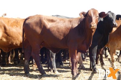A+ 150 Feeder Heifers PTE