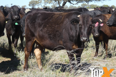 144 F1 & F2 Wagyu Cows