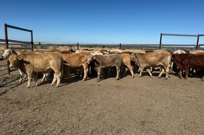 Roma Sale 85 Charolais X Steers 11th Aug, 2026