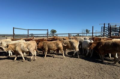 Roma Sale 85 Charolais X Steers 11th Aug, 2026