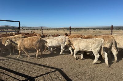 Roma Sale 85 Charolais X Steers 11th Aug, 2026