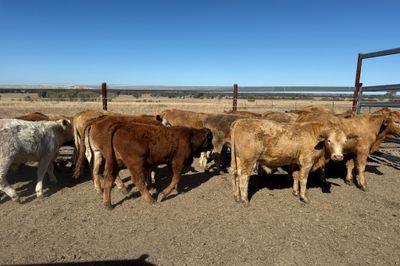 Roma Sale 85 Charolais X Steers 11th Aug, 2026