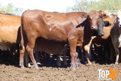 A+ 150 Feeder Heifers PTE