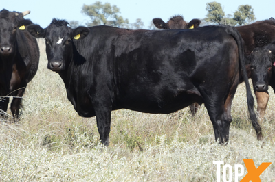 144 F1 & F2 Wagyu Cows