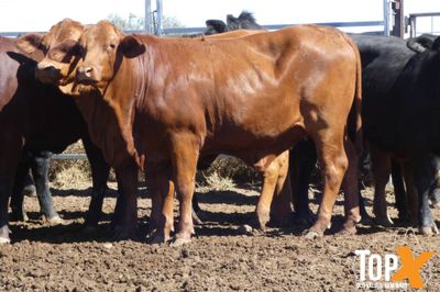 A+ 150 Feeder Heifers PTE