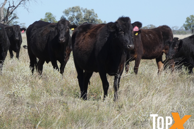144 F1 & F2 Wagyu Cows