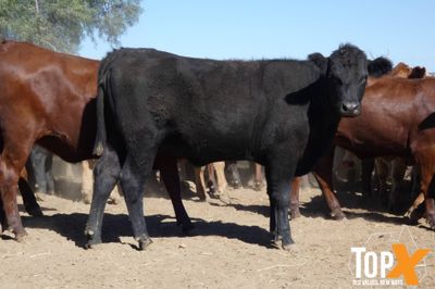 A+ 150 Feeder Heifers PTE