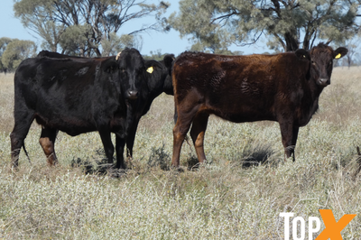 144 F1 & F2 Wagyu Cows