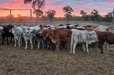 120 Brahman Cross Heifers