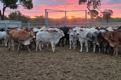 120 Brahman Cross Heifers