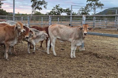 120 Brahman Cross Heifers