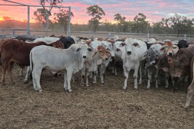 120 Brahman Cross Heifers