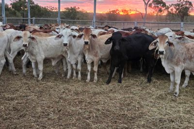 120 Brahman Cross Heifers