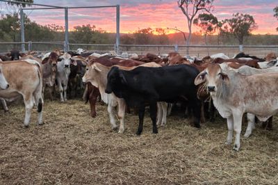 120 Brahman Cross Heifers