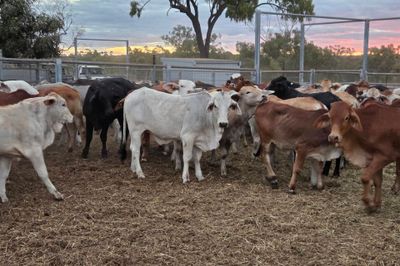120 Brahman Cross Heifers