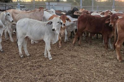 120 Brahman Cross Heifers