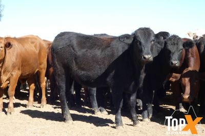 A+ 150 Feeder Heifers PTE