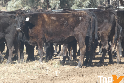 144 F1 & F2 Wagyu Cows