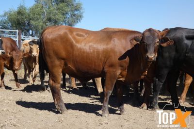 A+ 150 Feeder Heifers PTE