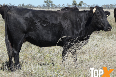 144 F1 & F2 Wagyu Cows