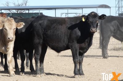 A+ 84 ANGUS X STEERS