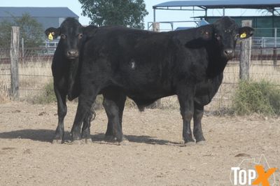 A+ 84 ANGUS X STEERS