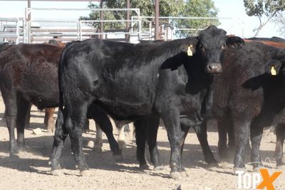 A+ 84 ANGUS X STEERS