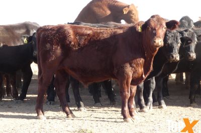 A+ 84 ANGUS X STEERS