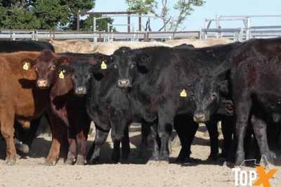 A+ 84 ANGUS X STEERS