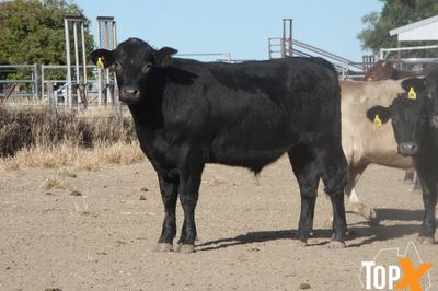 A+ 84 ANGUS X STEERS