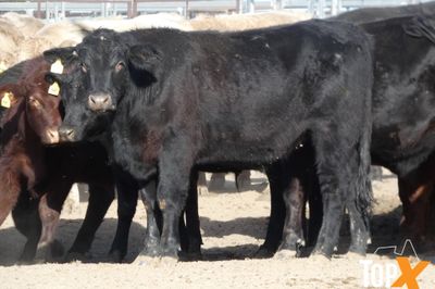 A+ 84 ANGUS X STEERS
