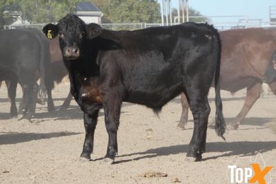 A+ 84 ANGUS X STEERS
