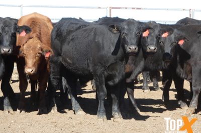 A+ 106 ANGUS/DROUGHTMASTER X STEERS